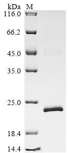 Human Relaxin receptor 2 (RXFP2), partial Recombinant Protein, Homo sapiens (Human), E.coli, N-terminal 10xHis-tagged and C-terminal Myc-tagged, 21.1 kDa, purity >≥ 90% as determined by SDS-PAGE.