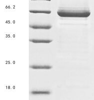 Saccharomyces cerevisiae Alpha-1,3-mannosyltransferase MNT3 (MNT3), partial Recombinant Protein, N-10His - BioCrest Sci