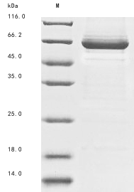 Saccharomyces cerevisiae Alpha-1,3-mannosyltransferase MNT3 (MNT3), partial Recombinant Protein, N-10His, Saccharomyces cerevisiae (strain ATCC 204508 / S288c) (Baker's yeast), Baculovirus, N-terminal 10xHis-tagged, 71.2 kDa, purity >≥ 85% as determined by SDS-PAGE.