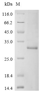 Human Transcriptional enhancer factor TEF-1 (TEAD1), partial Recombinant Protein, N-10His, Homo sapiens (Human), E.coli, N-terminal 10xHis-tagged, 31.2 kDa, purity >≥ 85% as determined by SDS-PAGE.