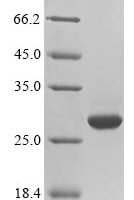 Mouse Prolactin-3D1 (Prl3d1) Recombinant Protein - BioCrest Sci