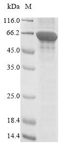 Saccharomyces cerevisiae Acetyl-CoA carboxylase (ACC1), partial Recombinant Protein, N-10His, aa 217–775, Saccharomyces cerevisiae (strain ATCC 204508 / S288c) (Baker's yeast), E.coli, N-terminal 10xHis-tagged, 67.6 kDa, purity >≥ 85% as determined by SDS-PAGE.