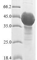 Arabidopsis thaliana UDP-glycosyltransferase 89C1 (UGT89C1) Recombinant Protein, N-10His, aa 1–435, Yeast - BioCrest Sci
