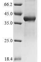 Mouse D-amino-acid oxidase (Dao) Recombinant Protein - BioCrest Sci