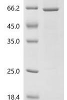 Human ATP-dependent RNA helicase DDX39A (DDX39A) Recombinant Protein - BioCrest Sci