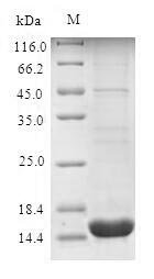 Human Perilipin-4 (PLIN4), partial Recombinant Protein, N-His, aa 308–418, E.coli, Homo sapiens (Human), E.coli, N-terminal 6xHis-tagged, 14.9 kDa, purity >≥ 90% as determined by SDS-PAGE.