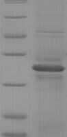 Dog Epididymal secretory protein E1 (NPC2) Recombinant Protein, N-His-SUMO - BioCrest Sci