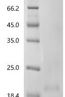 Danio rerio Fatty acid-binding protein 10-A, liver basic (fabp10a) Recombinant Protein, C-His, aa 1–126, Yeast - BioCrest Sci