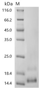 Danio rerio Fatty acid-binding protein 10-A, liver basic (fabp10a) Recombinant Protein, C-His, aa 1–126, Yeast, Danio rerio (Zebrafish) (Brachydanio rerio), Yeast, C-terminal 6xHis-tagged, 15.5 kDa, purity >≥ 95% as determined by SDS-PAGE.