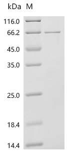 Human L-amino-acid oxidase (IL4I1), partial Recombinant Protein, C-10His, Homo sapiens (Human), E.coli, C-terminal 10xHis-tagged, 63.9 kDa, purity >≥ 85% as determined by SDS-PAGE.