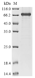 West Nile virus Genome polyprotein, partial Recombinant Protein, West Nile virus (WNV), E.coli, N-terminal 10xHis-tagged, 75.0 kDa, purity >≥ 85% as determined by SDS-PAGE.