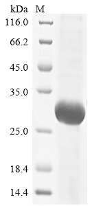 Human Granulocyte colony-stimulating factor receptor (CSF3R), partial Recombinant Protein, N-His, Homo sapiens (Human), E.coli, N-terminal 6xHis-tagged, 28.8 kDa, purity >≥ 85% as determined by SDS-PAGE.