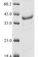 Mouse Interferon-induced helicase C domain-containing protein 1 (Ifih1), partial Recombinant Protein - BioCrest Sci
