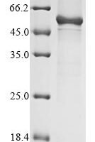 Human Keratin, type I cuticular Ha4 (KRT34) Recombinant Protein, N-10His/C-Myc, aa 1–436, E.coli - BioCrest Sci