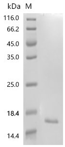 Human Protein GPR15LG (GPR15LG) Recombinant Protein, Homo sapiens (Human), E.coli, C-terminal 6xHis-tagged, 13.4 kDa, purity >≥ 95% as determined by SDS-PAGE.