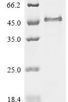 Chicken Follistatin (FST) Recombinant Protein - BioCrest Sci