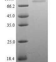 Mouse Integrin beta-1 (Itgb1), partial Recombinant Protein, N-His - BioCrest Sci