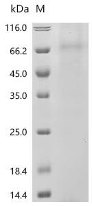 Human 5-hydroxytryptamine receptor 3A (HTR3A), Biotinylated-Detergent Recombinant Protein, Homo sapiens (Human), Mammalian cell, N-terminal 10xHis-Avi-tagged and C-terminal Twin-Strep-tagged, 59.8 kDa, purity >≥ 85% as determined by SDS-PAGE.