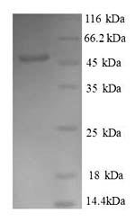 Human Dr1-associated corepressor (DRAP1), partial Recombinant Protein, Homo sapiens (Human), E.coli, N-terminal GST-tagged, 48.2 kDa, purity >≥ 90% as determined by SDS-PAGE.