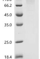 Mouse Protein Wnt-10b (Wnt10b) Recombinant Protein - BioCrest Sci