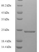 Geobacillus stearothermophilus Gellan lyase, partial Recombinant Protein, N-His, aa 1–204, E.coli - BioCrest Sci