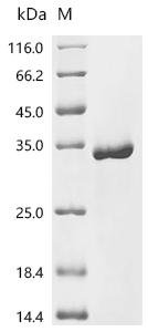 Candida albicans Agglutinin-like protein 3 (ALS3), partial Recombinant Protein, C-His, aa 18–329, Candida albicans (strain SC5314 / ATCC MYA-2876) (Yeast), Yeast, C-terminal 6xHis-tagged, 34.7 kDa, purity >≥ 95% as determined by SDS-PAGE.
