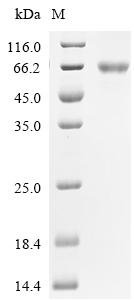 Human BTB/POZ domain-containing protein KCTD21 (KCTD21) Recombinant Protein, N-hFc1/C-10His, Homo sapiens (Human), Mammalian cell, N-terminal hFc1-tagged and C-terminal 10xHis-tagged, 57.1 kDa, purity >≥ 95% as determined by SDS-PAGE.