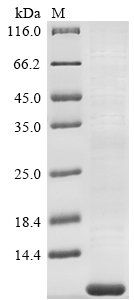 Human Tetraspanin-2 (TSPAN2), partial Recombinant Protein, Tag-Free, Homo sapiens (Human), E.coli, Tag-Free, 8.8 kDa, purity >≥ 85% as determined by SDS-PAGE.
