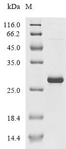 Bovine Beta-defensin 1 (DEFB1) Recombinant Protein, Bos taurus (Bovine), E.coli, N-terminal 6xHis-SUMO-tagged, 22.4 kDa, purity >≥ 90% as determined by SDS-PAGE.