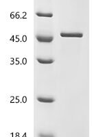 Mouse Granzyme A (Gzma) Recombinant Protein, N-His-IF2DI - BioCrest Sci