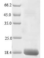 Macaca fascicularis Interleukin-4 (IL4) Recombinant Protein, N-His - BioCrest Sci