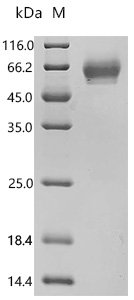 Mouse Programmed cell death protein 1 (Pdcd1), partial Recombinant Protein, Mus musculus (Mouse), Mammalian cell, C-terminal mFc1-tagged, 42.8 kDa, purity >≥ 95% as determined by SDS-PAGE.