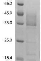 Artemisia vulgaris Art v 2 allergen (art v 2) Recombinant Protein, N-His-SUMOstar - BioCrest Sci
