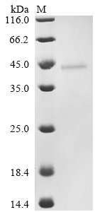 Staphylococcus aureus Extracellular enterotoxin type I (sei) Recombinant Protein, Staphylococcus aureus (strain Mu50 / ATCC 700699), E.coli, N-terminal 6xHis-SUMO-tagged, 43.9 kDa, purity >≥ 90% as determined by SDS-PAGE.