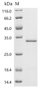 Arabidopsis thaliana TATA-box-binding protein 1 (TBP1) Recombinant Protein, N-His, Arabidopsis thaliana (Mouse-ear cress), E.coli, N-terminal 6xHis-tagged, 29.3 kDa, purity >≥ 85% as determined by SDS-PAGE.
