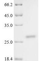 Ophiophagus hannah Cathelicidin-related peptide Oh-Cath Recombinant Protein - BioCrest Sci