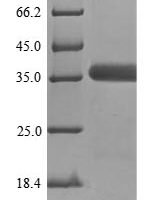 Mouse Guanine nucleotide-binding protein G (o) subunit alpha (Gnao1) Recombinant Protein, No - BioCrest Sci