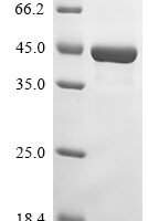 Escherichia phage lambda Integrase (int) Recombinant Protein - BioCrest Sci