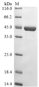 Escherichia phage lambda Integrase (int) Recombinant Protein, Escherichia phage lambda (Bacteriophage lambda), E.coli, N-terminal 6xHis-tagged, 46.3 kDa, purity >≥ 85% as determined by SDS-PAGE.