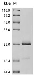 Human Seizure protein 6 homolog (SEZ6), partial Recombinant Protein, N-His-SUMO, aa 768–832, Homo sapiens (Human), Yeast, N-terminal 6xHis-SUMO-tagged, 19.8 kDa, purity >≥ 95% as determined by SDS-PAGE.