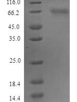 Mouse Protein FAM83D (Fam83d) Recombinant Protein - BioCrest Sci