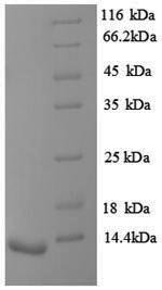 Rat Vasopressin V1b receptor (Avpr1b), partial Recombinant Protein, Rattus norvegicus (Rat), E.coli, N-terminal 6xHis-tagged, 13.0 kDa, purity >≥ 90% as determined by SDS-PAGE.