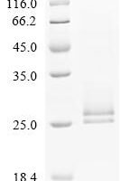 Human Cell division control protein 42 homolog (CDC42) Recombinant Protein, C-10His - BioCrest Sci