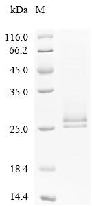 Human Cell division control protein 42 homolog (CDC42) Recombinant Protein, C-10His, Homo sapiens (Human), Mammalian cell, C-terminal 10xHis-tagged, 23.7 kDa, purity >≥ 85% as determined by SDS-PAGE.
