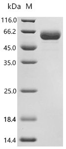 Macaca fascicularis LILRB2 (LILRB2), partial Recombinant Protein, Macaca fascicularis (Crab-eating macaque) (Cynomolgus monkey), Mammalian cell, C-terminal 10xHis-tagged, 48.3 kDa, purity >≥ 95% as determined by SDS-PAGE.≥ 95% as determined by SEC-HPLC.