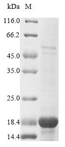 Paracoccus denitrificans Electron transfer flavoprotein-ubiquinone oxidoreductase Recombinant Protein, Paracoccus denitrificans, E.coli, N-terminal 6xHis-KSI-tagged, 18.4 kDa, purity >≥ 85% as determined by SDS-PAGE.