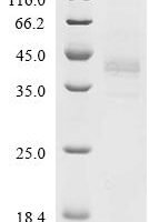 Mouse Proheparin-binding EGF-like growth factor (Hbegf), partial Recombinant Protein, N-hFc1 - BioCrest Sci