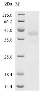Mouse Proheparin-binding EGF-like growth factor (Hbegf), partial Recombinant Protein, N-hFc1, Mus musculus (Mouse), Mammalian cell, N-terminal hFc1-tagged, 35.8 kDa, purity >≥ 85% as determined by SDS-PAGE.