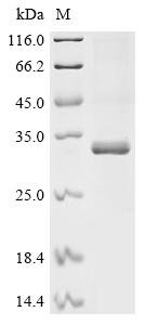Human Transcriptional enhancer factor TEF-4 (TEAD2), partial Recombinant Protein, N-10His/C-Myc, aa 217–447, Homo sapiens (Human), E.coli, N-terminal 10xHis-tagged and C-terminal Myc-tagged, 33.7 kDa, purity >≥ 85% as determined by SDS-PAGE.