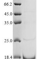 Helianthus annuus Non-specific lipid-transfer protein Recombinant Protein - BioCrest Sci